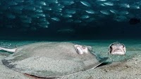 Humans can't survive without a healthy Ocean: UN envoy