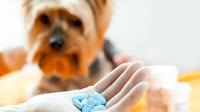 Investigating Dietary Supplements for the Treatment of Canine Idiopathic Epilepsy