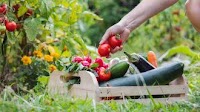Kiwi Growers Lead the Way in Global Food Security