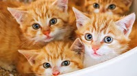 In selfless gesture, Prague woman gives homeless man's kittens a new home