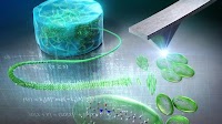 HS-AFM reveals stop-and-go dynamics in supramolecular gel assembly