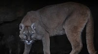 WATCH: Is That a Mountain Lion in New York?