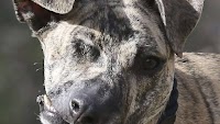 S.A. rescue dog inspires with one eye and a semicolon face