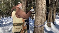 15 farms, 3 pancake breakfasts: Northeastern Pa. maple tour set for March 1-2