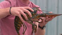 Egg-carrying lobster rescued from Utah restaurant dies during transport to Maine