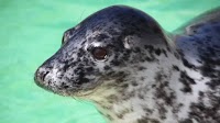 Why don't diving seals drown? Scientists finally have an answer