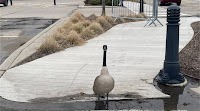 Guelph Humane Society advises giving Canada geese a wide berth