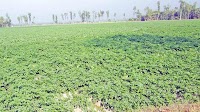 Bumper potato production likely in Joypurhat