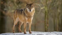 New study raises questions about effectiveness of wolf hunting as a tool to help ranchers
