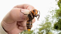 The Asian giant hornet, a.k.a. the Murder Hornet, has arrived. Bees beware.