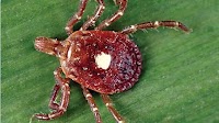 ‘Aggressive’ lone star tick invades CNY, raising fears of new diseases