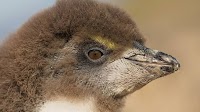 Baby Penguin's Fluffy Hair Makes Him Look Like 'Bob Ross' and People Are Here for It