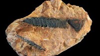 Medallion Resources completes diagnostic testing in Australia to extract rare earth elements from mineral sand monazite