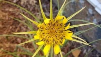 New Threat, Similar Look – A New Weed to Castle Country