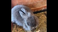 Preschool’s 3 bunnies were killed by an animal, police say