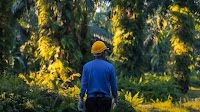 Plantation Workers Sign Collective Agreement With Higher Minimum Wage