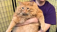 World's Fattest Russian Breed Cat 'Crumbs', Weighed 17 Kg, Dies