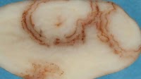 First detection of mop-top virus in Australia as Tasmanian farm hit by outbreak