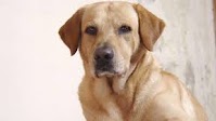 Canine bromethalin toxicosis