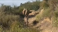 Video shows California hiker face-to-face with mountain lion