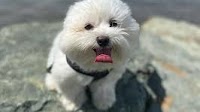 Mad Paws fetches $62m takeover offer from Seattle-based online pet services marketplace Rover