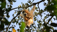 New conservation action to save four threatened gibbon species