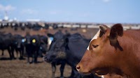 Even in Kansas cattle country, locals are opposing a mega feedlot