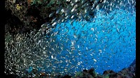 Groundbreaking CAD $5 Million Project for Aqaba Biodiversity Enhancement
