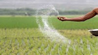 Fertiliser subsidy going to be three times higher