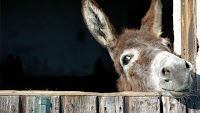 Would you pay $1130 to buy 1 kg of donkey cheese?