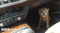 Cheetah is now 'running for its very survival'