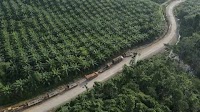 Wilmar Group hands over $725 million in Indonesia palm oil graft case