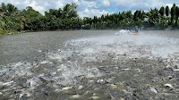 Vietnam’s pangasius export surge to US in 2024 shows no signs of slowing