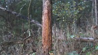Are Big Rubs Made by Big Bucks?