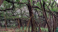 Botanic Garden | The sorrow of fallen trees at Kolkata's famed garden
