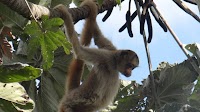 Sending out an SOS for the solitary spider monkey