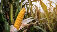 Coke sweetener switch threatens US jobs, corn refiners say