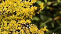 Are you noticing more wasps in Toronto? What you need to know and how to avoid their sting