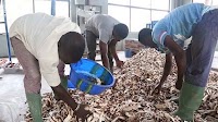 IITA-CGIAR Scales Up Cassava Peel Feed Technology in Rwanda to Curb Rising Livestock Production Costs