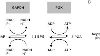 (A) Reactions in the glucose metabolism catalyzed by GAPDH and PGK. In...