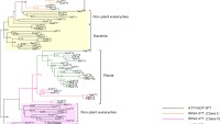 Evolution and roles of cytokinin genes in angiosperms 1: Do ancient IPTs play housekeeping while non-ancient IPTs play regulatory roles?