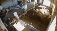 Israeli Settlers Filmed Torturing Lambs in a Palestinian-owned Pen in the West Bank