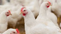 Jordanians report sudden increase in chicken prices