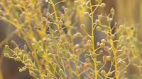 Fired USDA scientists being hired back, but they may lack critical support staff
