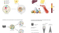 Lipidomics provides new biomarkers for cardiovascular disease and Type 2 diabetes