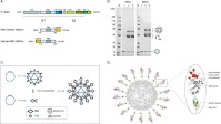 Capsid-like particles decorated with the SARS-CoV-2 receptor-binding domain elicit strong virus neutralization activity