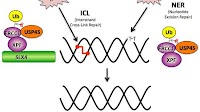 USP45 deubiquitylase controls ERCC1–XPF endonuclease‐mediated DNA damage responses | The EMBO Journal