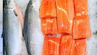 Japan: Farmed Coho Salmon Landings in Miyagi Reach 15,000 MT, Surpassing JPY 10 Billion in Value