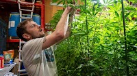 Montana Ag Network: from seedling to harvest at Rocky Mountain Remedies