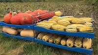 One-fifth of All Food Wasted While 783 Million Go Hungry: UNEP Report
